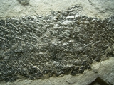 Quastenflosser Osteolepis