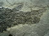 Quastenflosser Osteolepis