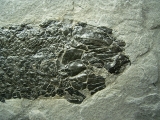 Quastenflosser Osteolepis