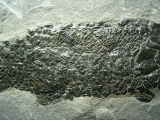 Quastenflosser Osteolepis