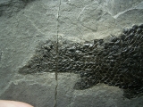 Quastenflosser Osteolepis