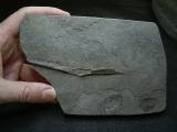 Saurorhynchus Kiefer, Holzmaden