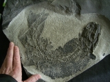 Tristichopterus - unbelievable piece - the best and biggest one EVER!