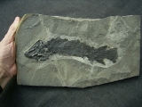 Tristichopterus aus dem Deovon