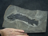 Tristichopterus aus dem Deovon