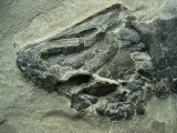 Tristichopterus aus dem Deovon