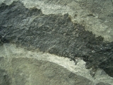 Tristichopterus aus dem Deovon