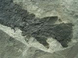 Tristichopterus aus dem Deovon