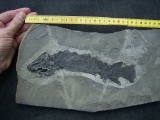 Tristichopterus aus dem Deovon