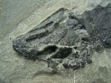 Tristichopterus aus dem Deovon