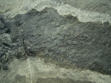 Tristichopterus aus dem Deovon
