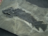 Tristichopterus aus dem Deovon