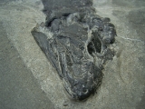 Tristichopterus aus dem Deovon