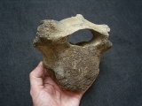 Mammut Wirbel vom Jungtier