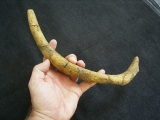 Seekuhrippe Halitherium #4