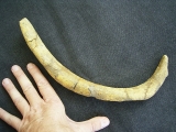 Seekuhrippe Halitherium #4