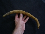 Seekuhrippe Halitherium #4