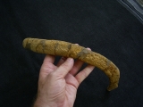 Seekuhrippe Halitherium #4
