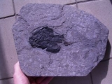 Coccosteus aus Schottland