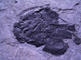 Coccosteus aus Schottland