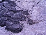 Coccosteus aus Schottland