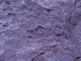 Coccosteus aus Schottland