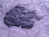 Coccosteus aus Schottland