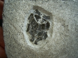 Microbrachius dicki - Male individual with two (!) mating organs