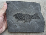 Cheiracanthus - Stachel-Hai