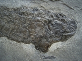 Cheirolepis, seltener Raubfisch aus dem Devon