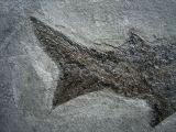 Cheirolepis, seltener Raubfisch aus dem Devon