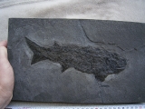 Cheirolepis, seltener Raubfisch aus dem Devon