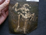 Bird skeleton, Messel pit