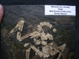 Vogelskelett aus der Grube Messel