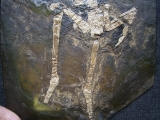 Vogelskelett aus der Grube Messel