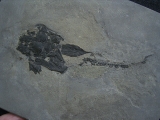 Millerosteus, Devon - Panzerfisch