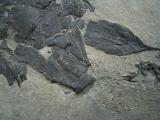 Millerosteus, Devon - Panzerfisch