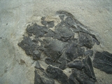Millerosteus, Devon - Panzerfisch