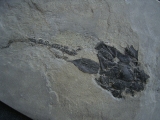 Millerosteus, Devon - Panzerfisch