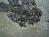 Millerosteus, Devon - Panzerfisch