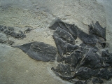 Millerosteus, Devon - Panzerfisch
