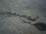 Millerosteus, Devon - Panzerfisch