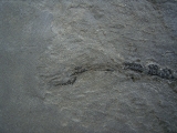 Millerosteus, Devon - Panzerfisch