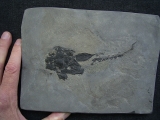 Millerosteus, Devon - Panzerfisch