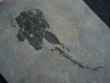 Millerosteus, Devon - Panzerfisch