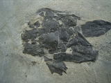 Millerosteus, Devon - Panzerfisch