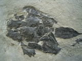 Millerosteus, Devon - Panzerfisch