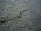Millerosteus, Devon - Panzerfisch