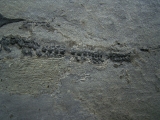 Millerosteus, Devon - Panzerfisch