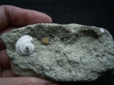 Vogel Eier-Schalen und Schnecke